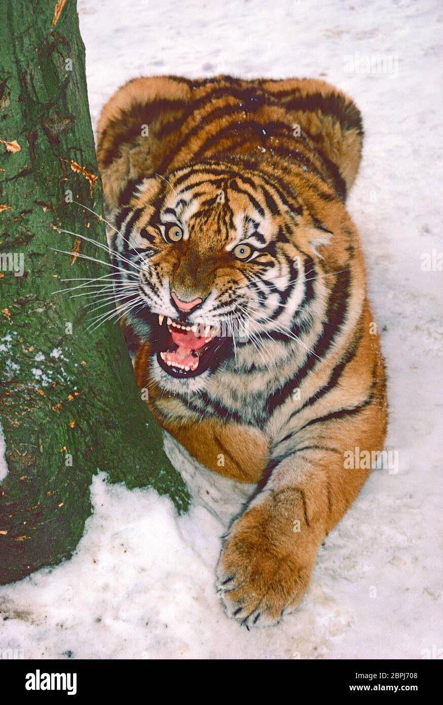 Giovane Adulto femmina Amur Tiger, (Panthera tigris altaica.) Chiamata anche Tigre Siberiana. In pericolo. Foto Stock