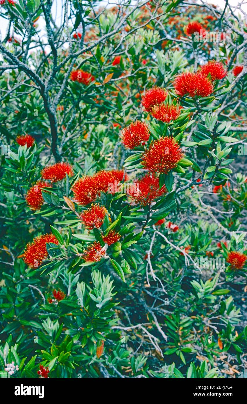 Uno di dozzine di alberi di pohutukawa, ('alberi di Natale della Nuova Zelanda,') che crescono sull'isola vulcanica di Rangitoto, Golfo di Hauraki, Isola del Nord, Nuova Zelanda. Foto Stock
