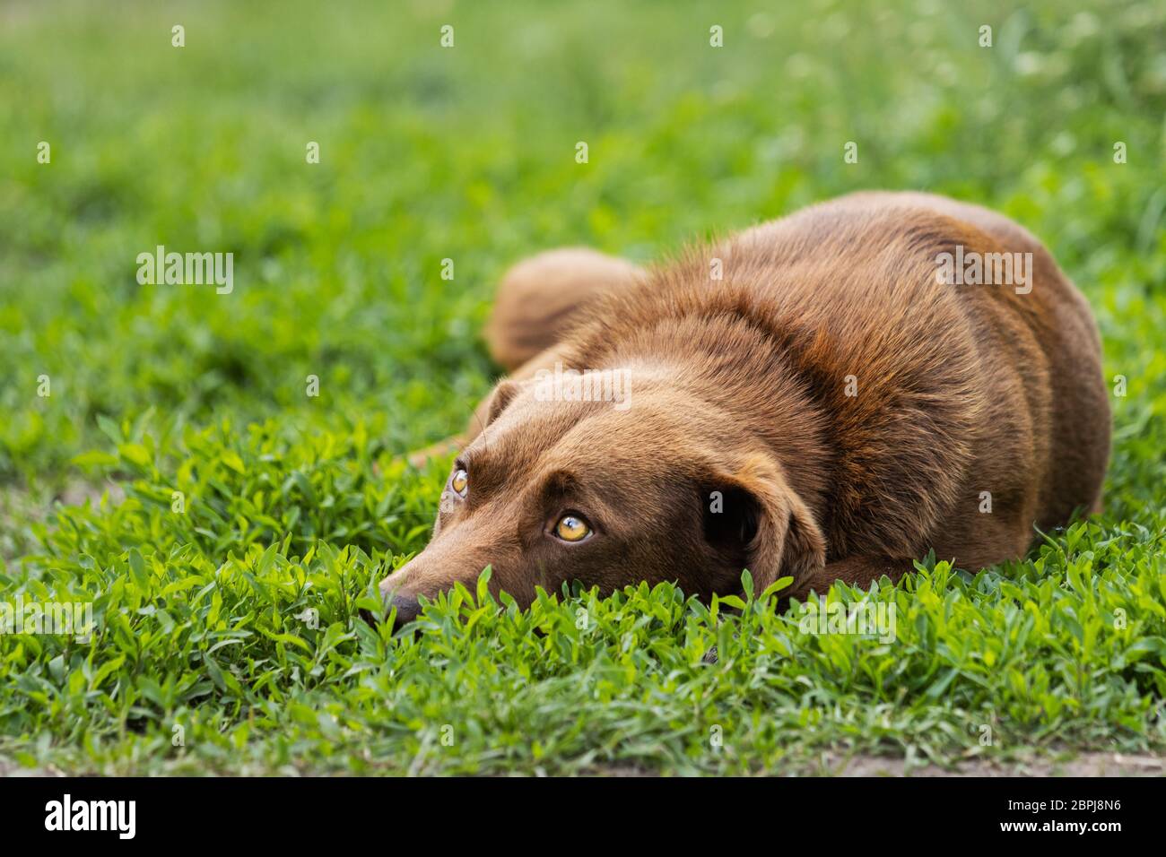 cane fedele con occhi palpativi giacciono nell'erba Foto Stock