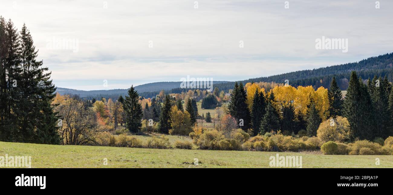 Espen im Herbst Foto Stock
