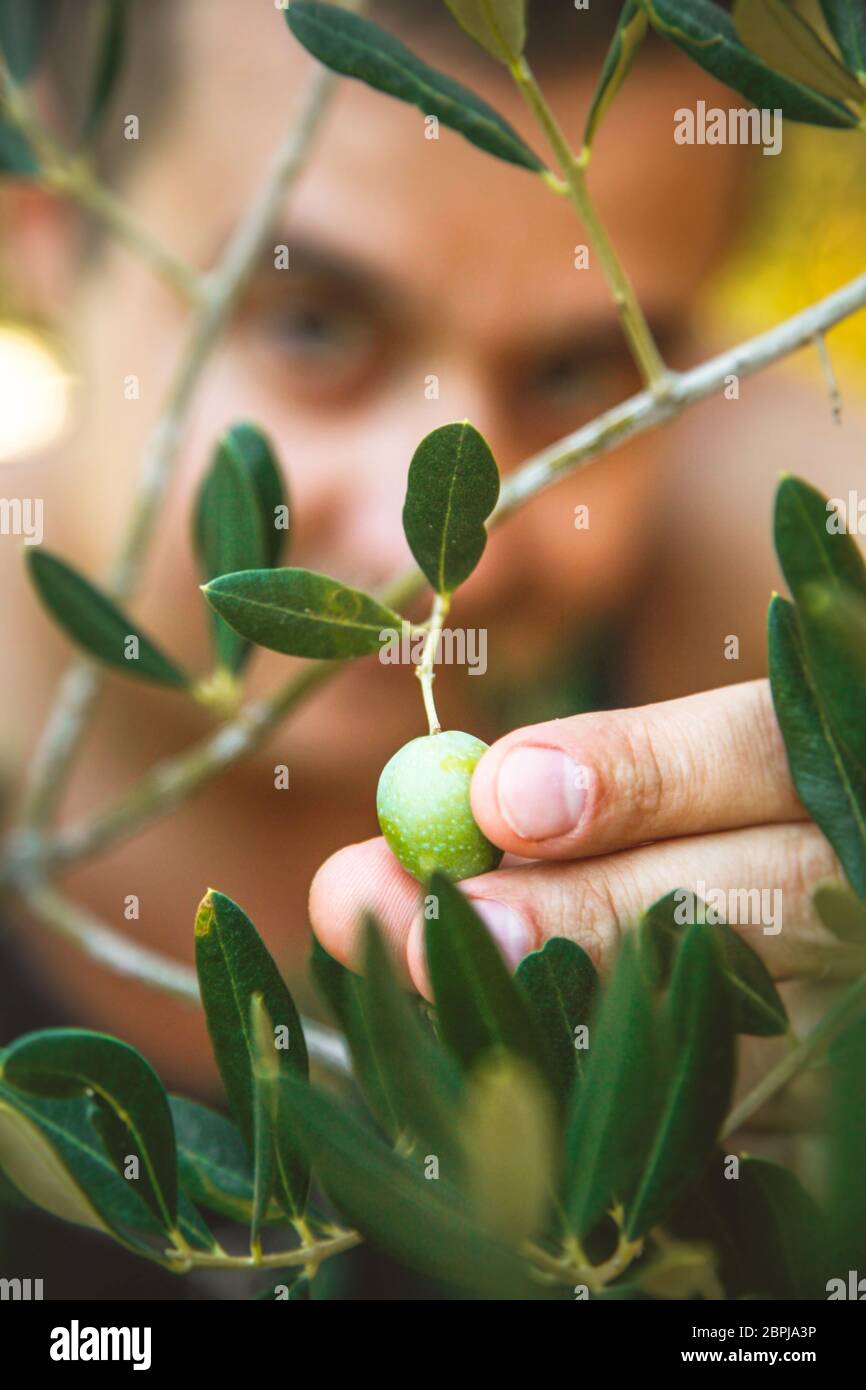 L'agricoltore è in fase di mietitura e raccolta delle olive di olive farm. Giardiniere in Olive garden raccolto. Olive garden Foto Stock