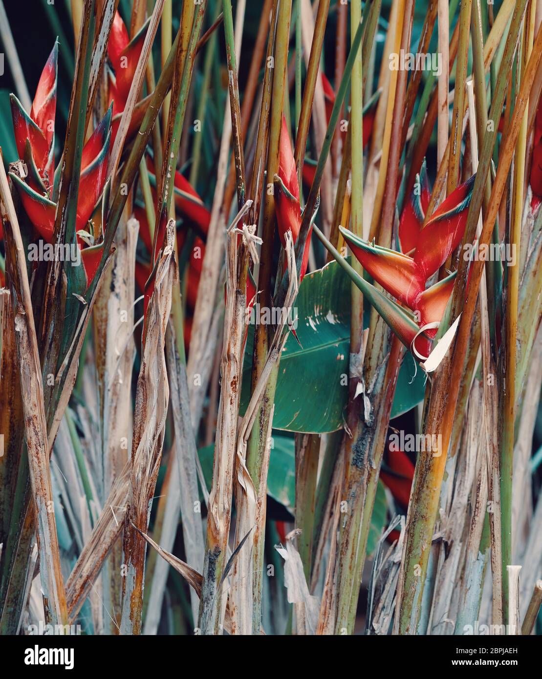 Fiore Heliconia humilis genere di piante in fiore nella famiglia Heliconiaceae. Montagna di ambra, madagascar deserto Foto Stock