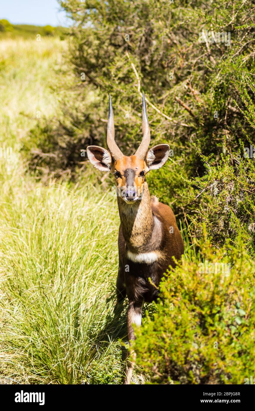 Guib imbrigliato in Aberdare Parco nel Kenya centrale Foto Stock