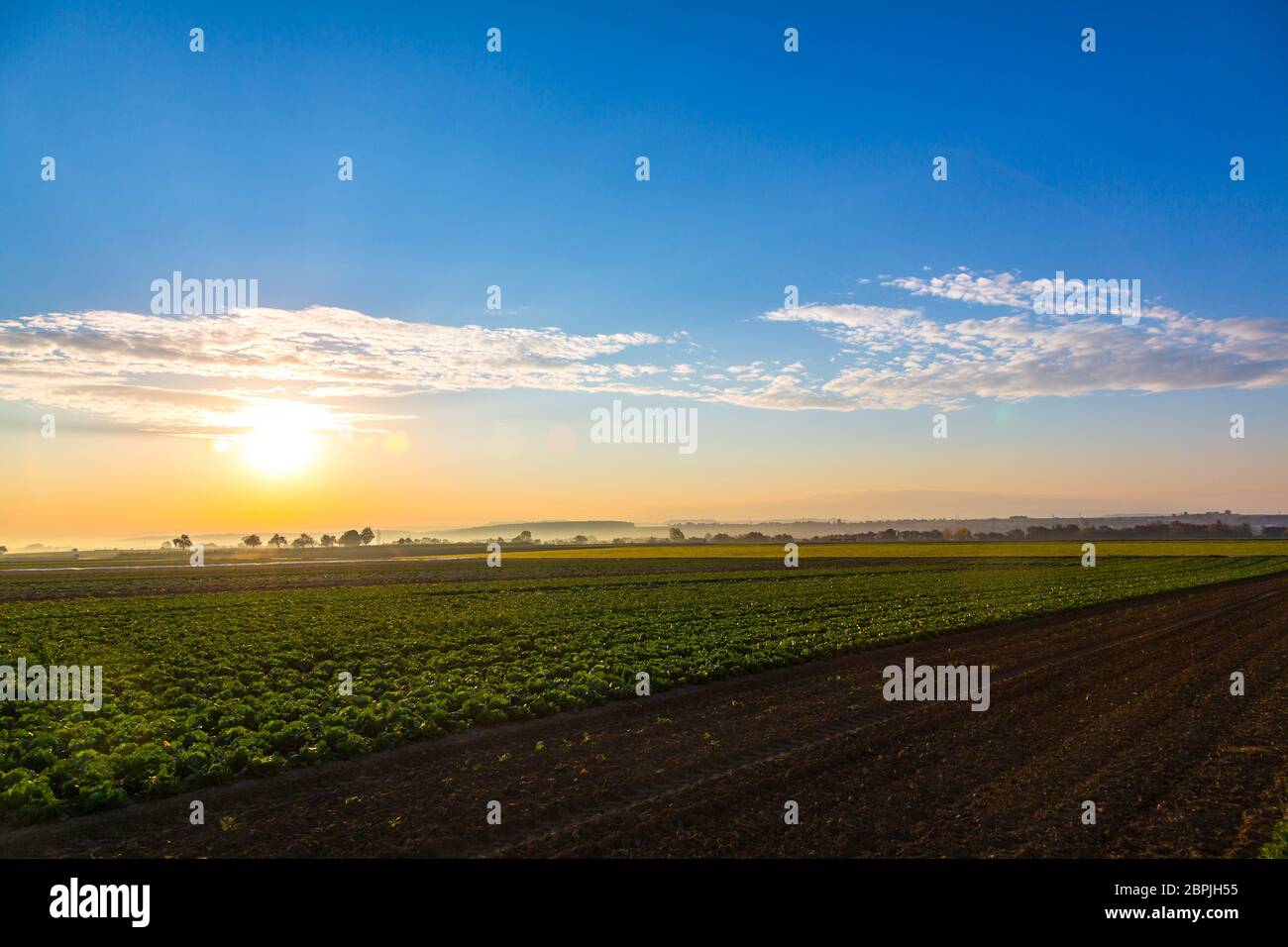alba colorata su campo di insalate al mattino Foto Stock