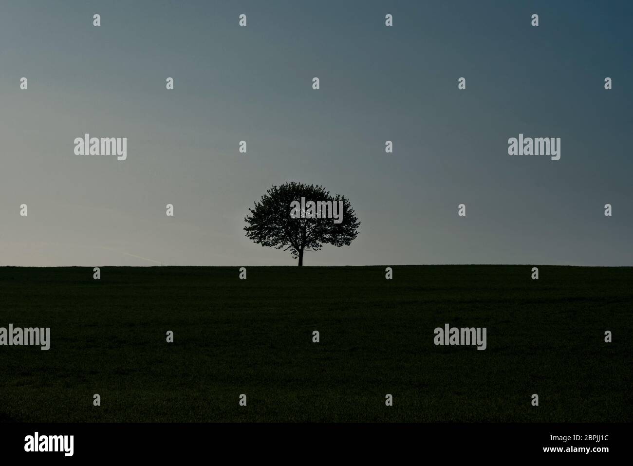 Immagine minimale con singolo albero silhouette su un campo in erba di sunrise Foto Stock