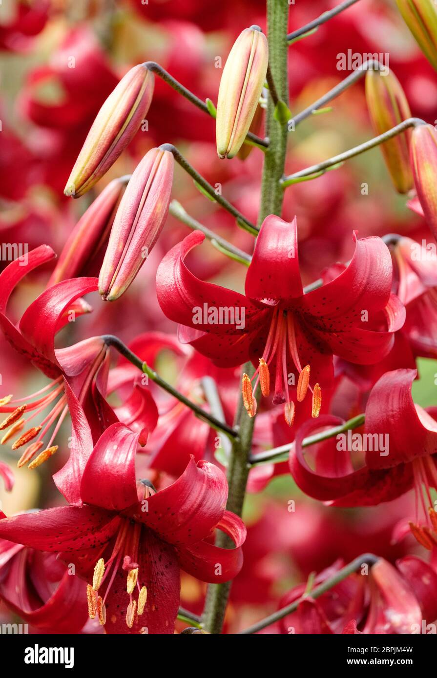 Rosso intenso, lilium a macchie "velluto rosso", Lily "velluto rosso" Foto Stock
