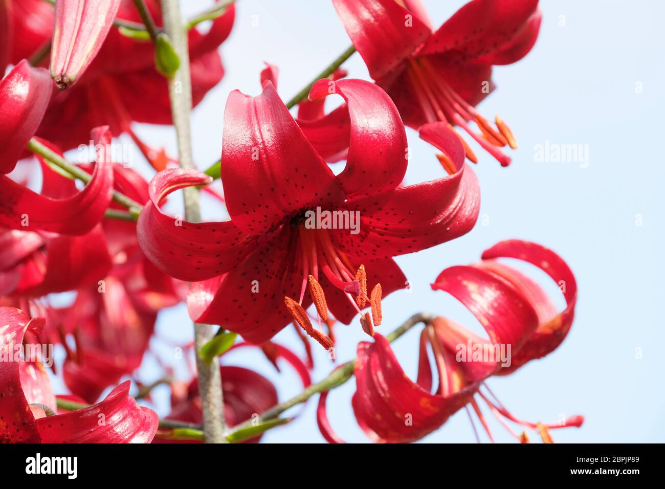 Rosso intenso, lilium a macchie "velluto rosso", Lily "velluto rosso" Foto Stock