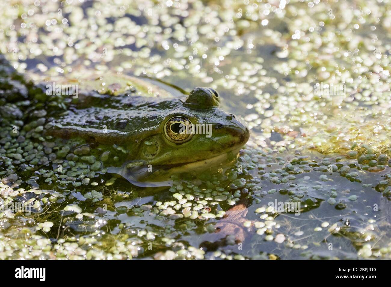 Primo piano di rana d'acqua comune (Rana kl. Esculenta) in uno stagno a Waghäusel, Germania Foto Stock