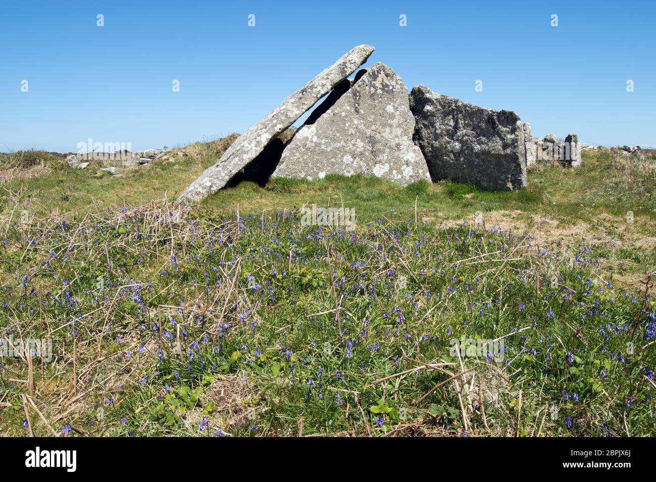 Bluebells a Zennor Quoit, Ancient Burial Chamber o 'Dolmen', Cornovaglia UK Foto Stock