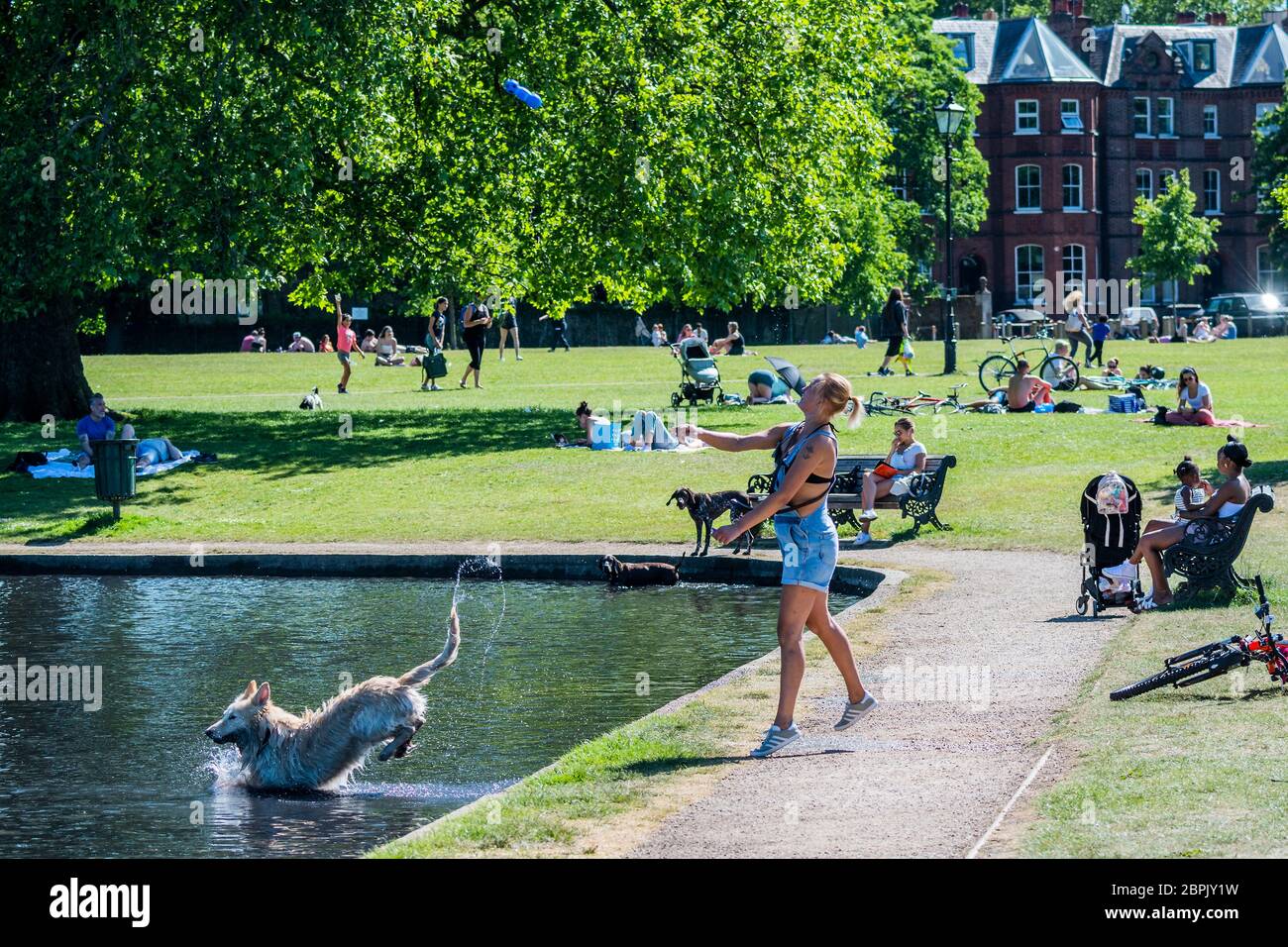 Londra, Regno Unito. 19 maggio 2020. Una donna esercita il suo cane nel lago di barca modello - la gente gode il sole su Clapham comune dopo che il governo ha allentato le restrizioni e ha permesso alla gente di incontrarsi - Lambeth Consiglio hanno sostituito i segni per dire stare allerta e per permettere alle persone di sedersi sulle panchine. Il "blocco" continua per l'epidemia di Coronavirus (Covid 19) a Londra. Credit: Guy Bell/Alamy Live News Foto Stock