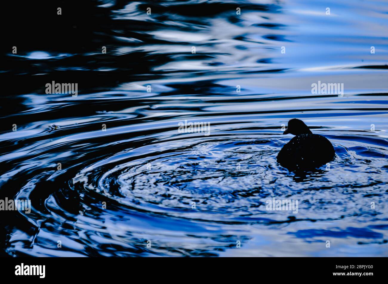 Guineana si affaccia su un lago ondulato nel crepuscolo Foto Stock
