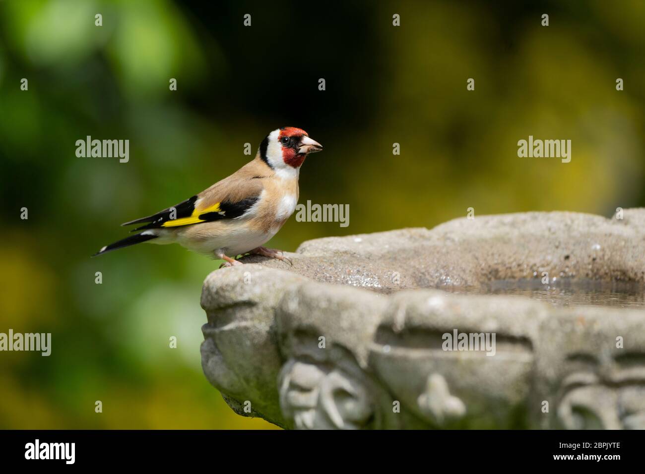 Goldfinch- Carduelis carduelis si trova su una sorgente di bagno di uccello. Foto Stock