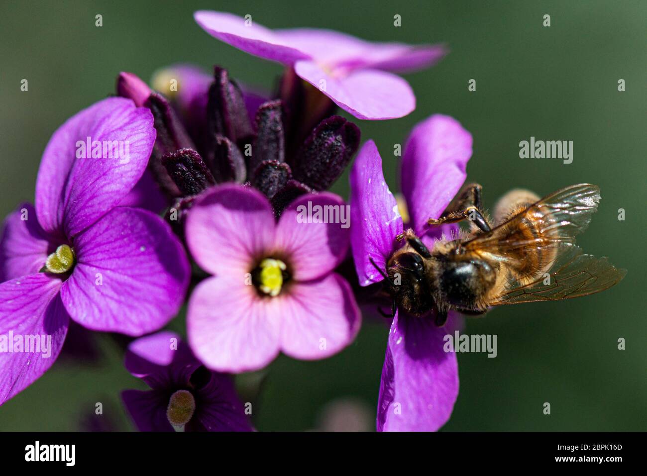 wallflower 'Bowles's Mauve' (Erysimum 'Bowles's Mauve') Foto Stock