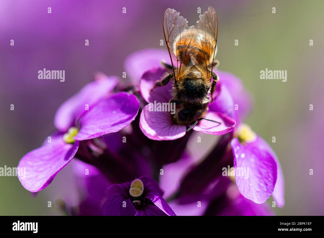 wallflower 'Bowles's Mauve' (Erysimum 'Bowles's Mauve') Foto Stock