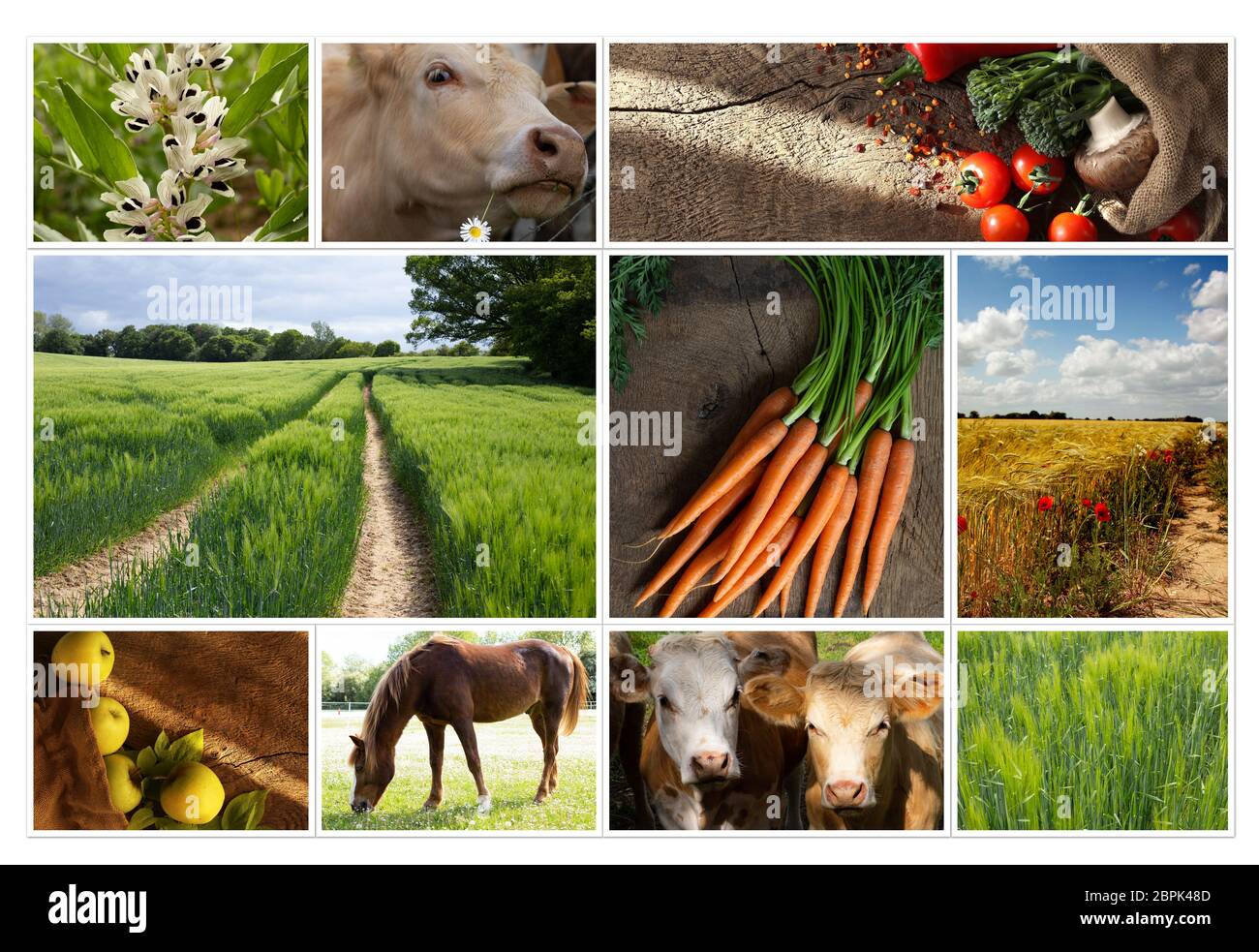 Collage agricolo, produzione alimentare, campo estivo autunnale, grano, mele, mucche, bestiame. Immagini rurali stagionali della natura e della produzione alimentare Foto Stock