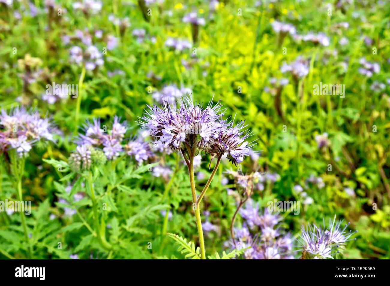 Delicato di fiori lilla del Phacelia tanacetifolia, conosciuto sotto il nome di lacy phacelia, tansy blu o porpora tansy, della famiglia Boraginaceae aga Foto Stock