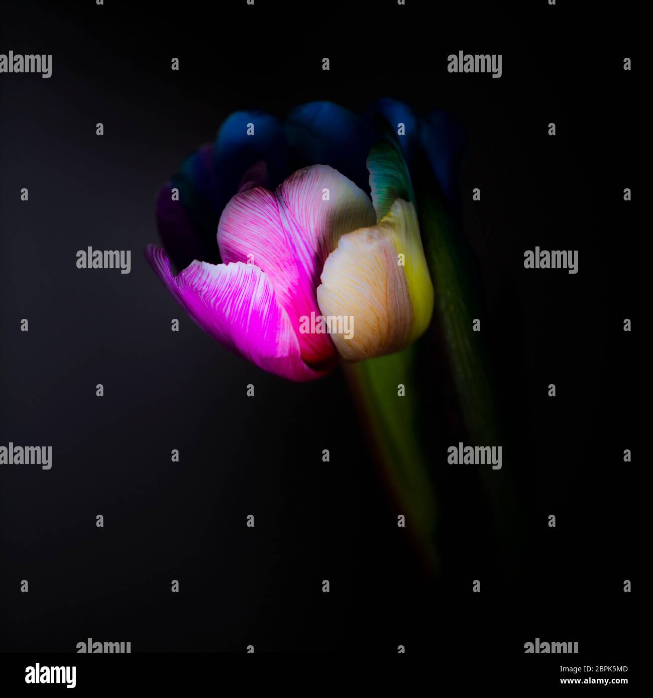 Un tulipano arcobaleno colorato Foto Stock