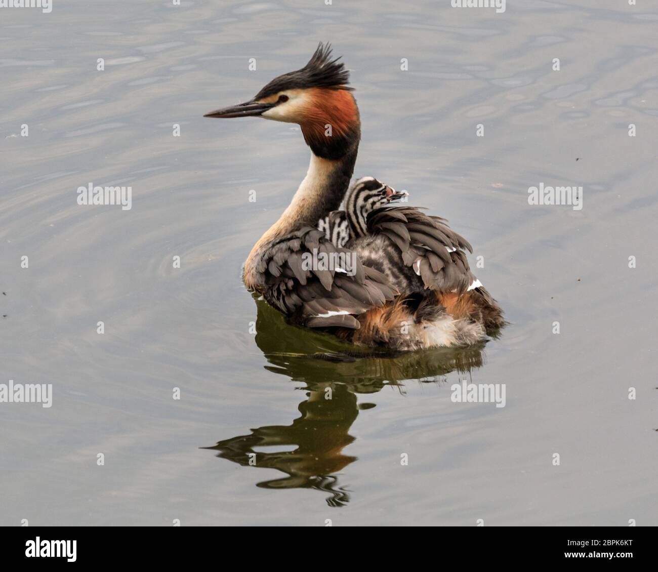 Haltern am See, NRW, Germania. 19 maggio 2020. Due piccoli grandi grebe (Podiceps cristatus), ancora con le loro teste distintive a strisce bianche e nere, attaccano una corsa con la mamma sulla sua schiena mentre il maschio tenta di nutrire la sua cova. Credit: Imageplotter/Alamy Live News Foto Stock