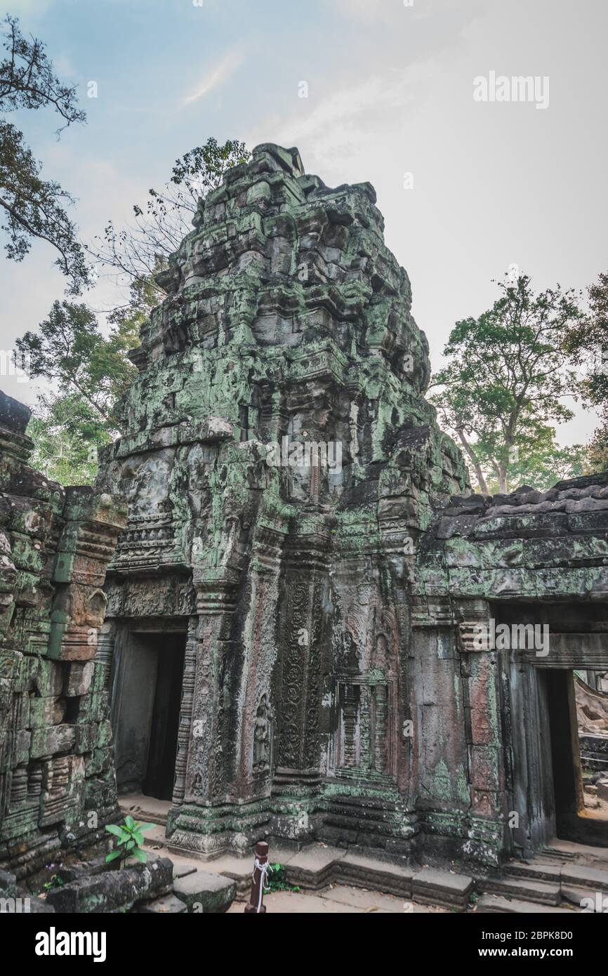 Enorme albero di Banyan antiche rovine di Angkor Wat Panorama Alba Asia. Templi di Angkor Ta Prohm. Siem Reap, Cambogia Foto Stock