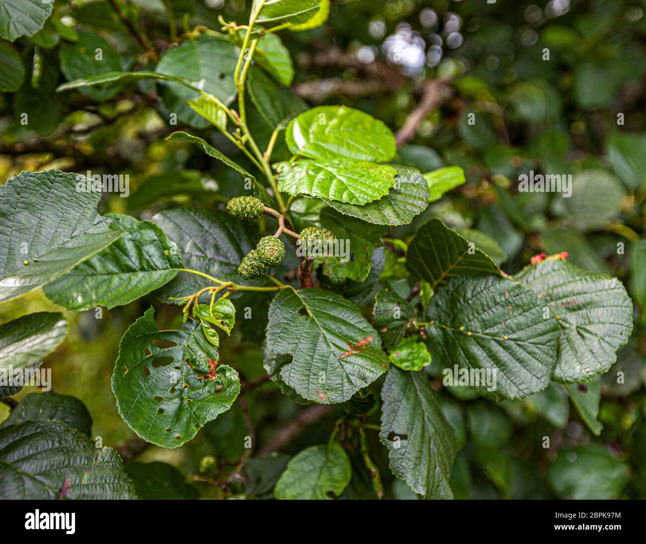 Mulberry Tree cresce selvaggio in Campbeltown, Scozia Foto Stock