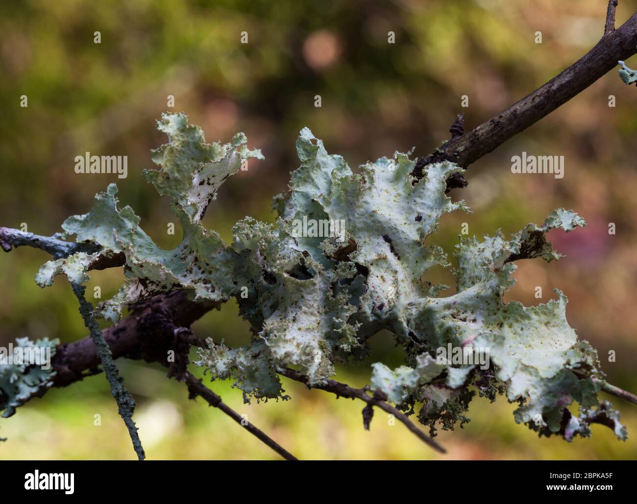 Lichene di straccio variegato (Platismatia glauca) Foto Stock