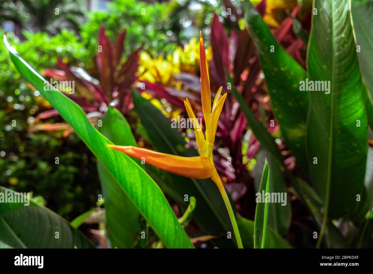 Vista ravvicinata su un giovane fiore tropicale giallo Heliconia, (Heliconia densiflora). Indonesia, Bali, foresta pluviale tropicale. Foto Stock