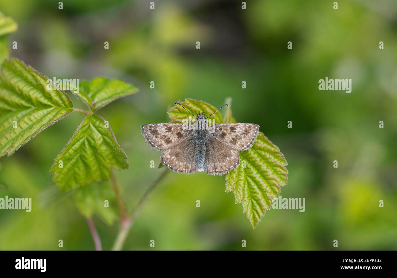 Farfalla dello skipper (Erynnis tages) Foto Stock