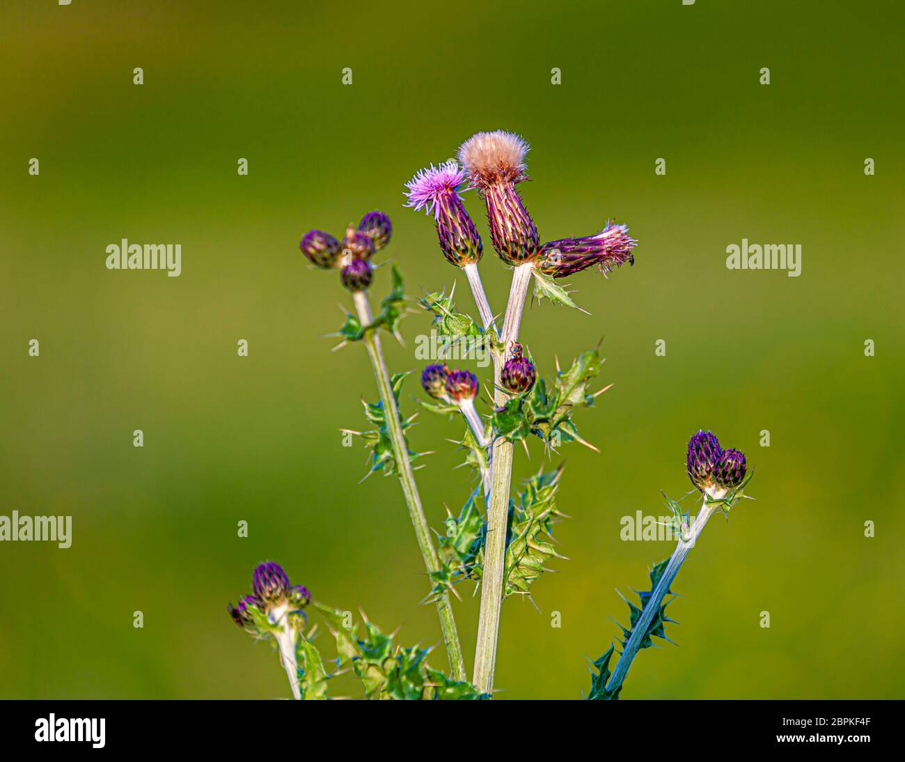 Thistles al castello di Glengorm sull'isola di Mull, Scozia Foto Stock