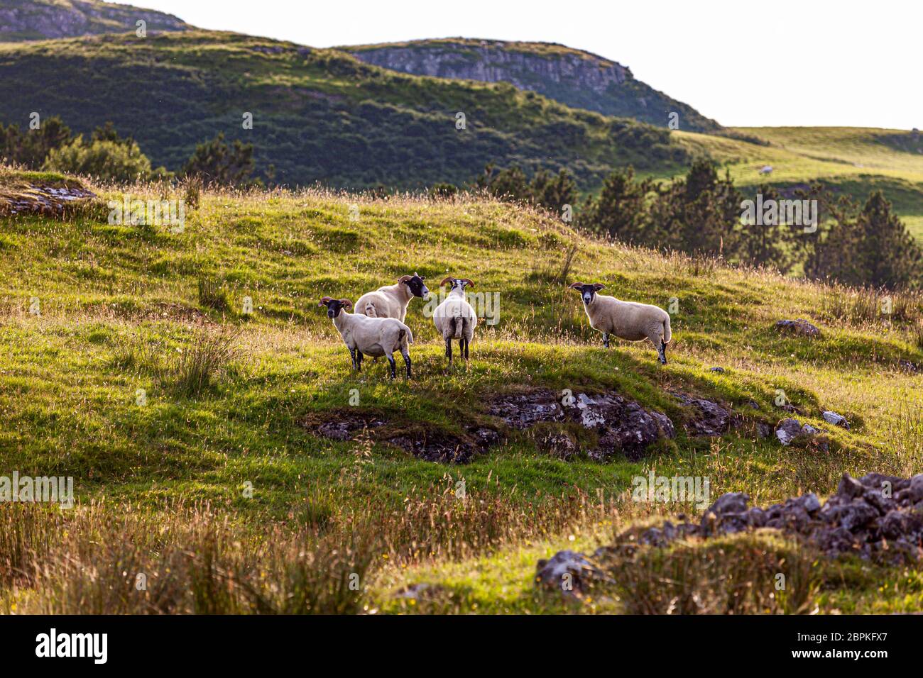 Pecore al tramonto al castello di Glengorm sull'isola di Mull, Scozia Foto Stock