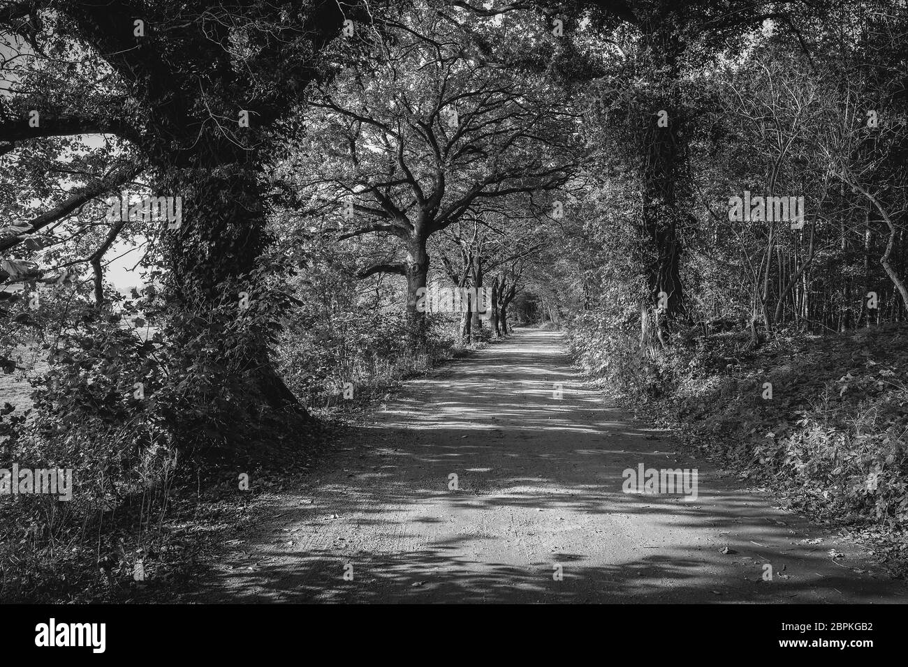Mit Efeu bewachsene, alte Bäume, am Wegesrand - schwarz weiß Foto Stock