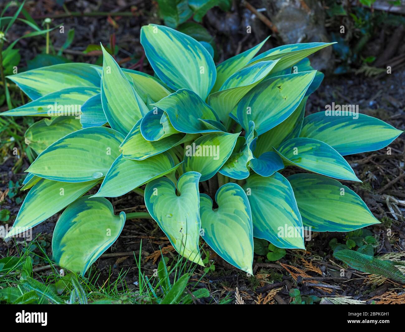 Hosta pianta con foglie variegate colorate verdi e gialle che crescono in un giardino Foto Stock