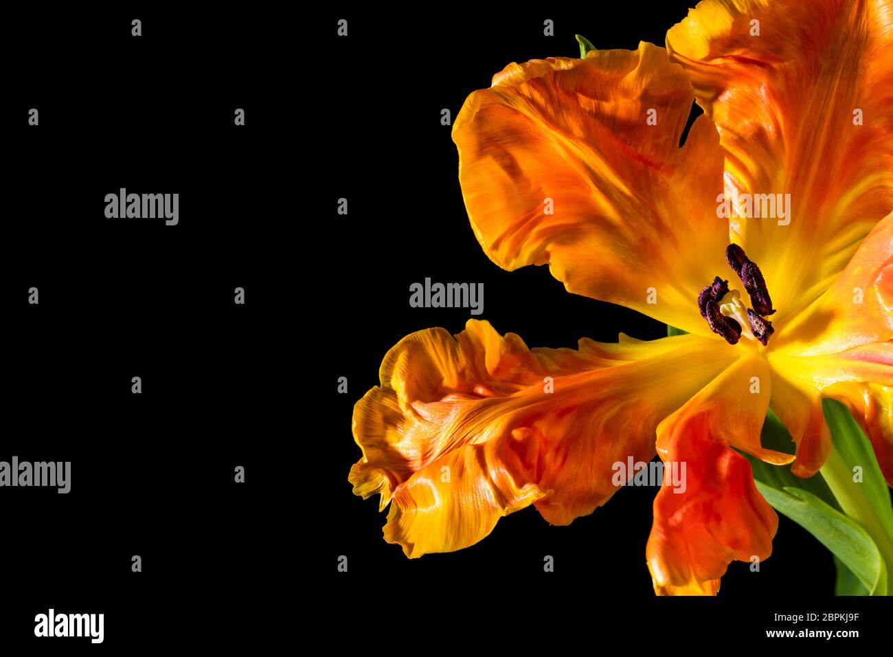 Guardando nel fiore di un tulipano di pappagallo fiammato giallo-arancio Foto Stock