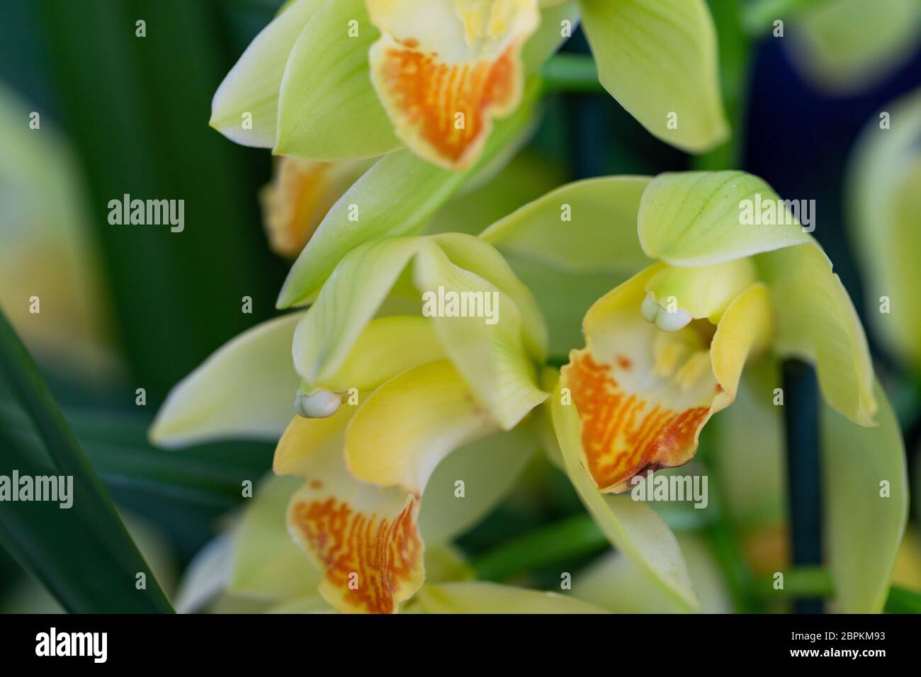 Selrcted giardino di fiori di orchidea per il decor e la bellezza Foto Stock