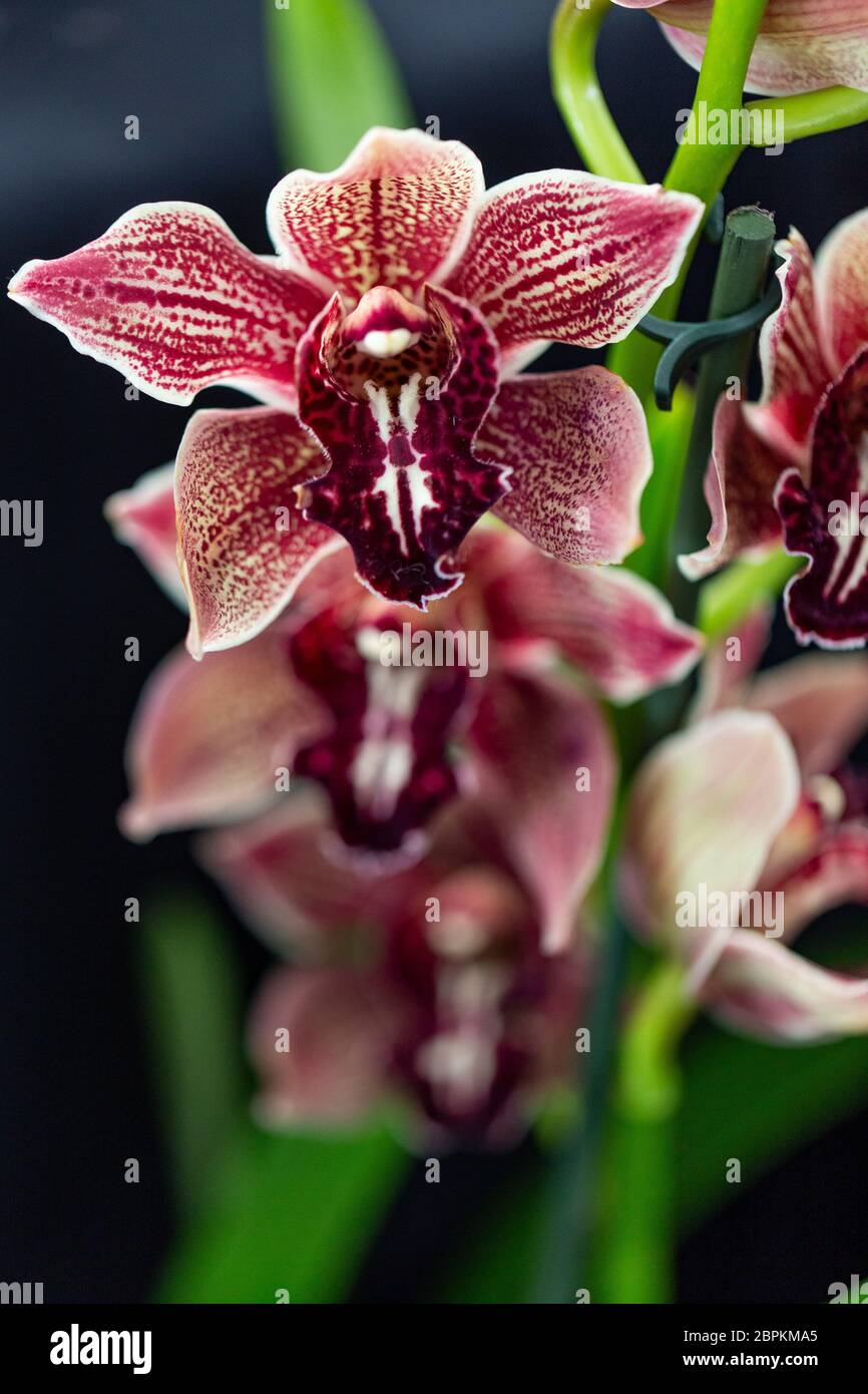Selrcted giardino di fiori di orchidea per il decor e la bellezza Foto Stock