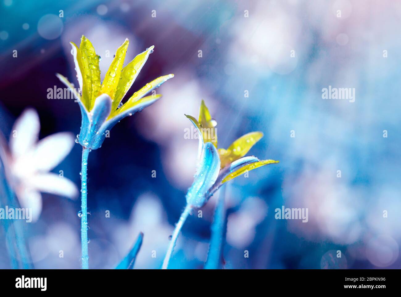 Estate. Sorprendentemente bello morbido elegante fiori gialli. Sfondo blu. Leggero. Macro. Spazio di copia. Magia immagine artistica natura. Foto Stock