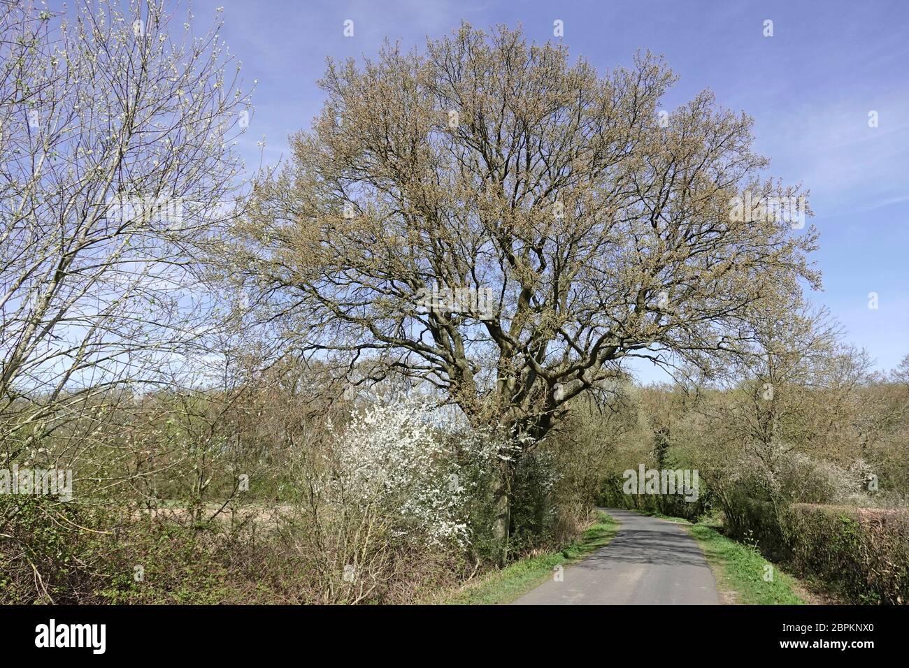 Strada di campagna stretta e paesaggio nella campagna dell'Essex con crescita di primavera su strada inglese quercia albero e fiore bianco in rurale hedgerow Inghilterra UK Foto Stock
