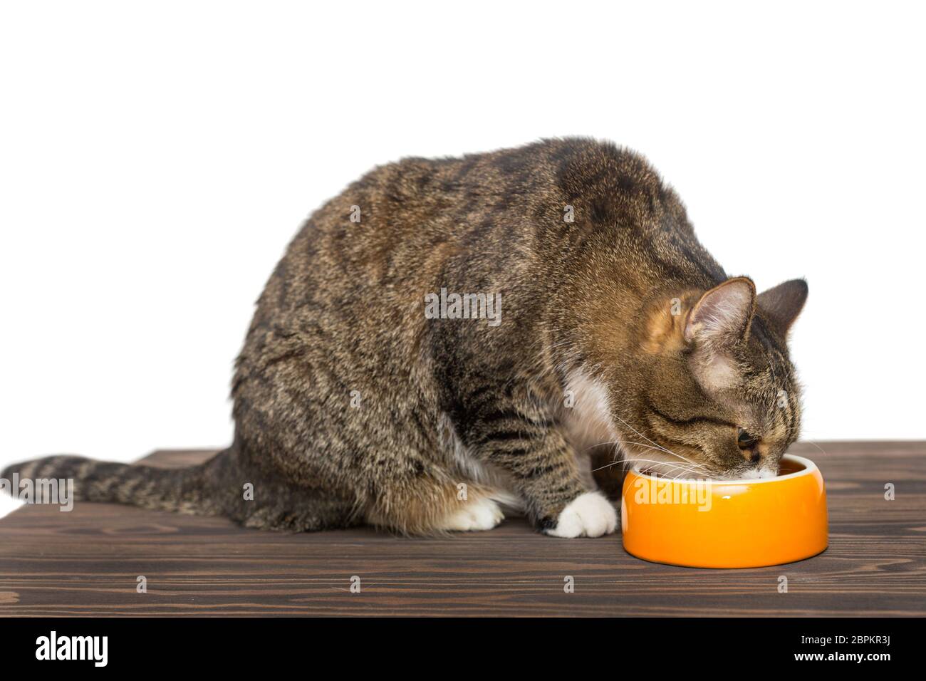 Il gatto grigio mangia cibo da una ciotola arancione Foto Stock