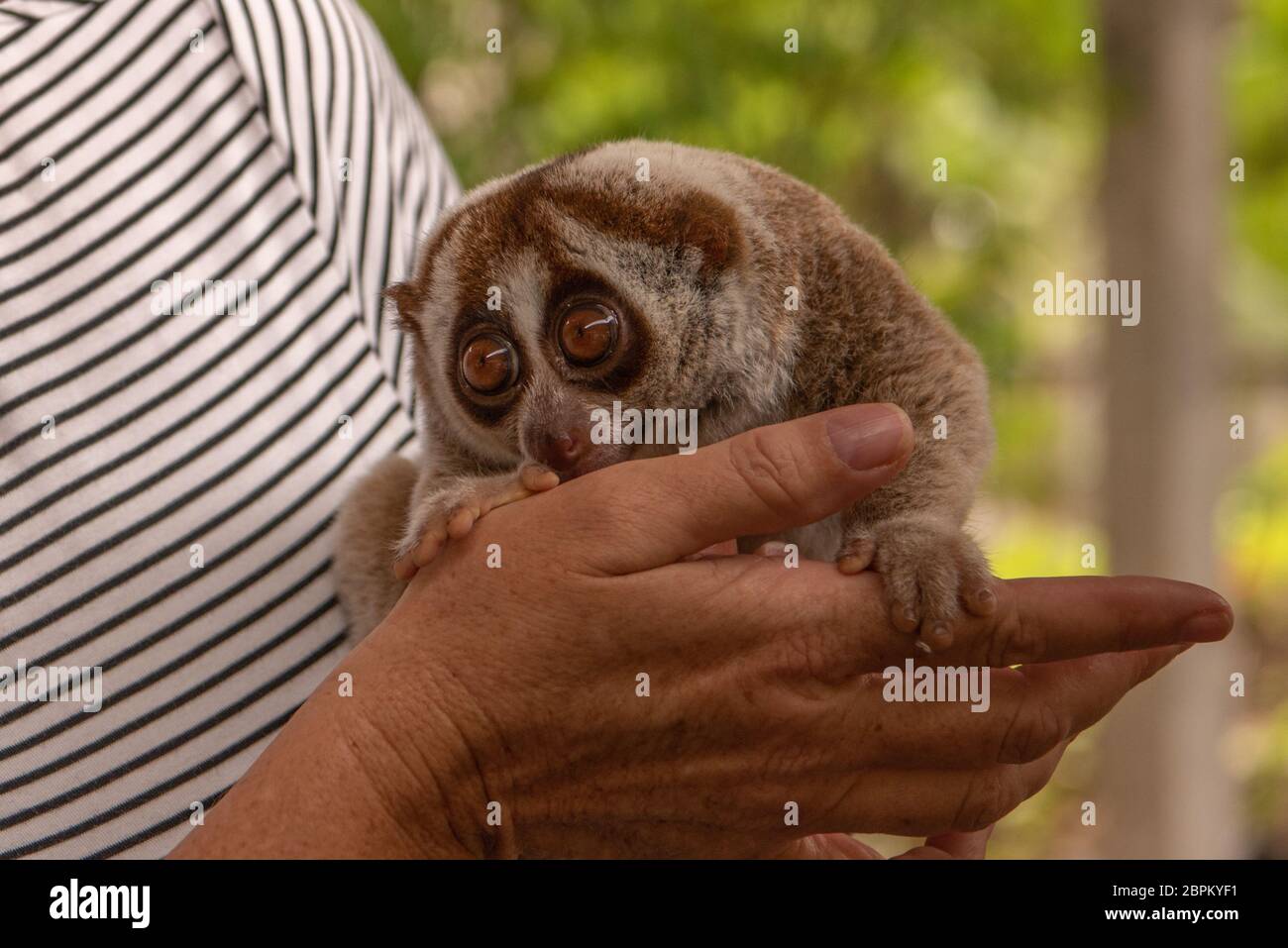 Slow loris tenuto in mano della donna Foto Stock