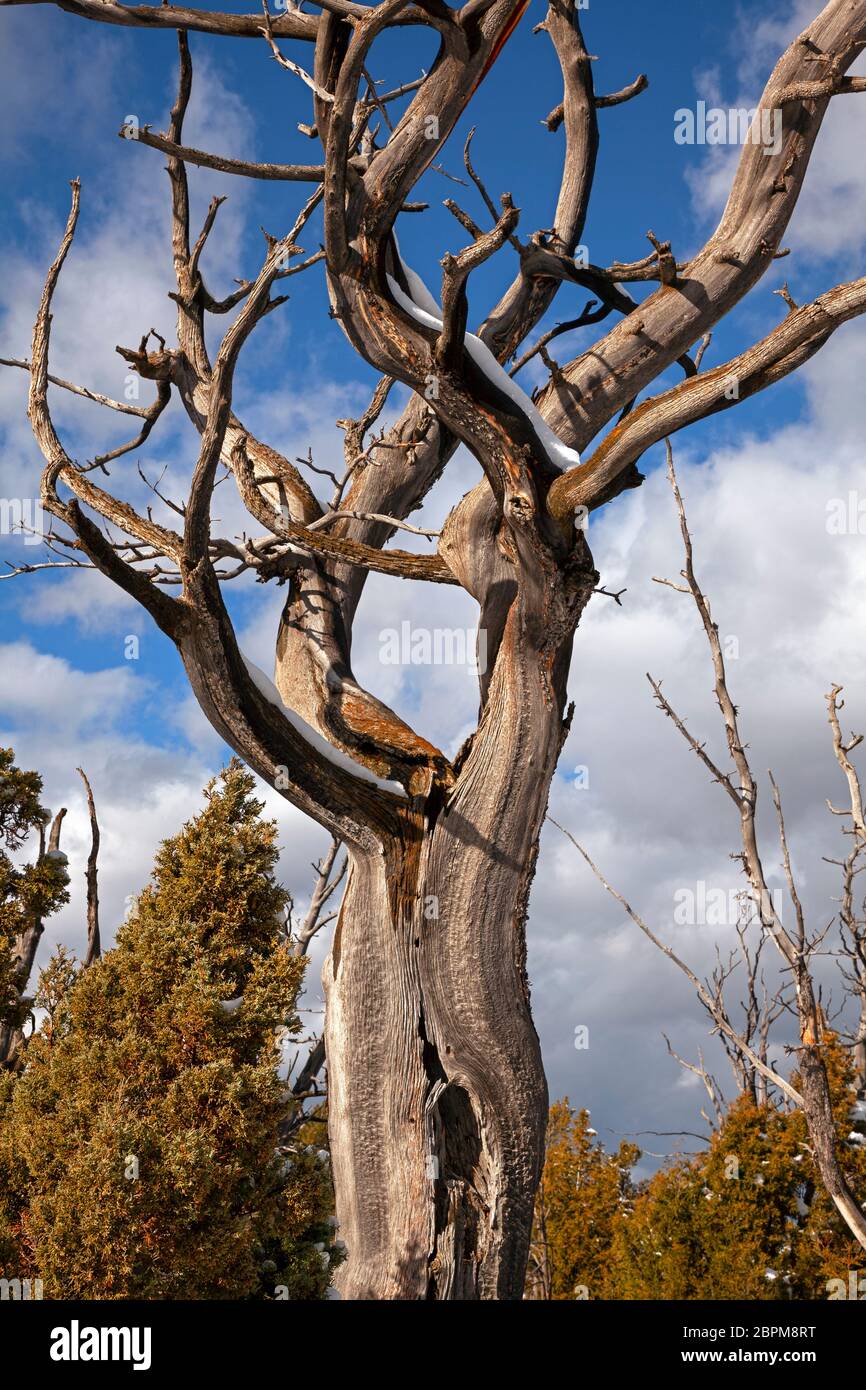 WY04424-00....WYOMING - uno scheletro di un albero sulla terrazza superiore delle sorgenti termali di Mammoth nel Parco Nazionale di Yellowstone. Foto Stock