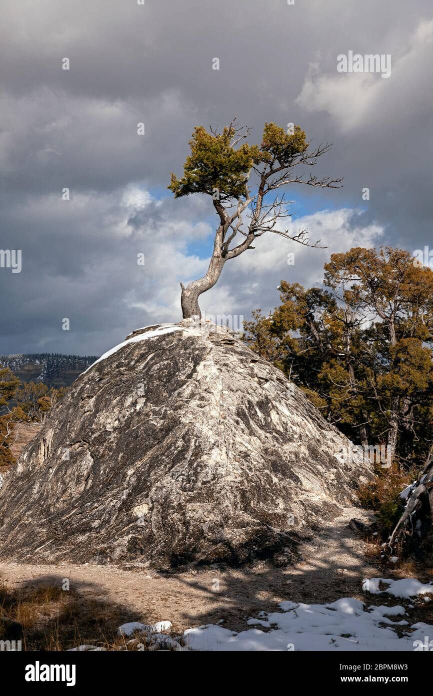WY04425-00....WYOMING - UN albero che cresce da un vecchio tumulo di terme calde sulla terrazza superiore delle sorgenti termali di Mammoth nel Parco Nazionale di Yellowstone. Foto Stock