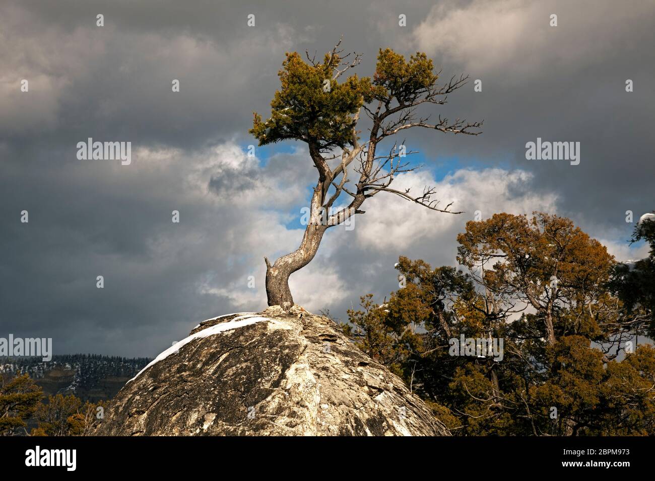 WY04426-00....WYOMING - un albero che cresce da un vecchio tumulo di terme calde sulla terrazza superiore delle sorgenti termali di Mammoth nel Parco Nazionale di Yellowstone. Foto Stock
