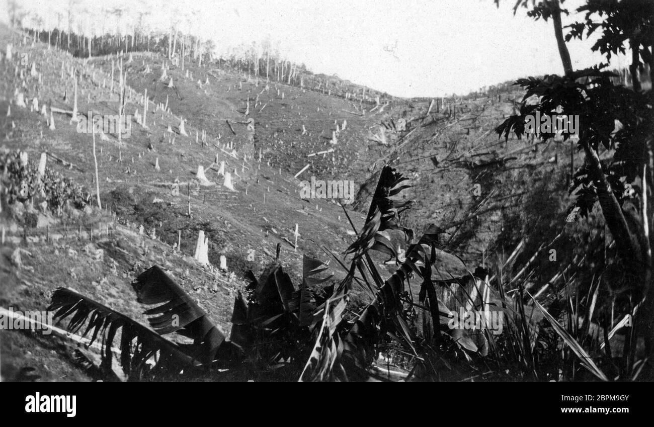 PINBARREN, AUSTRALIA, CIRCA 1931: Le colline hanno autorizzato per la coltivazione delle banane alla piantagione Bonney Brothers Banana a Pinbarren, Noosa Shire, Sunshine Coast in Queensland, Australia. Foto Stock