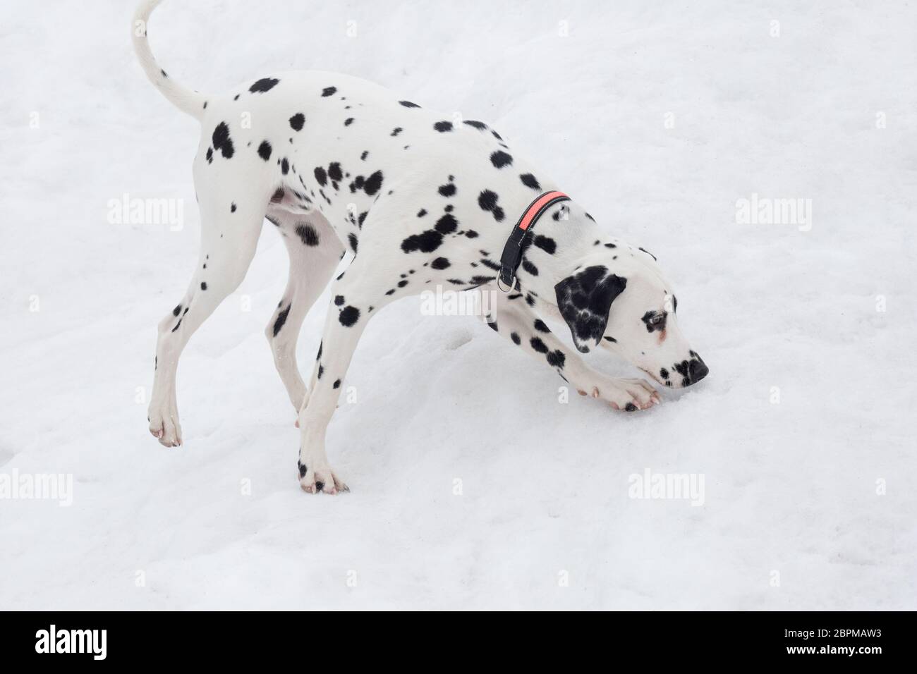 Carino cucciolo dalmata su una neve bianca nel parco invernale. Animali domestici. Cane ripubled. Foto Stock