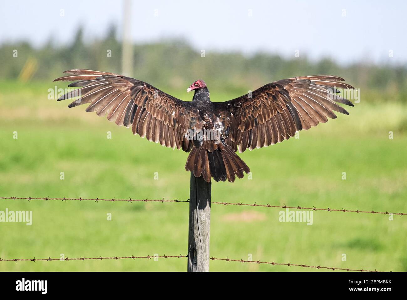 Una poiana tacchino selvaggia diffonde le sue ali mentre si siede su un palo. Foto Stock