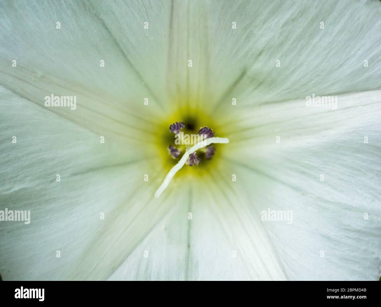 Foto a cornice di fiore bianco Foto Stock