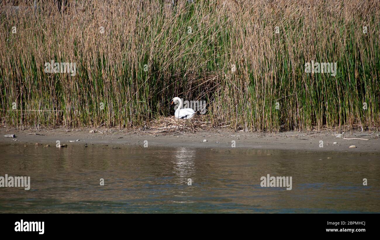 Allevamento di cigni bianchi in un nido alla cintura di canna del fiume Alto Reno vicino a Costanza, Germania Foto Stock