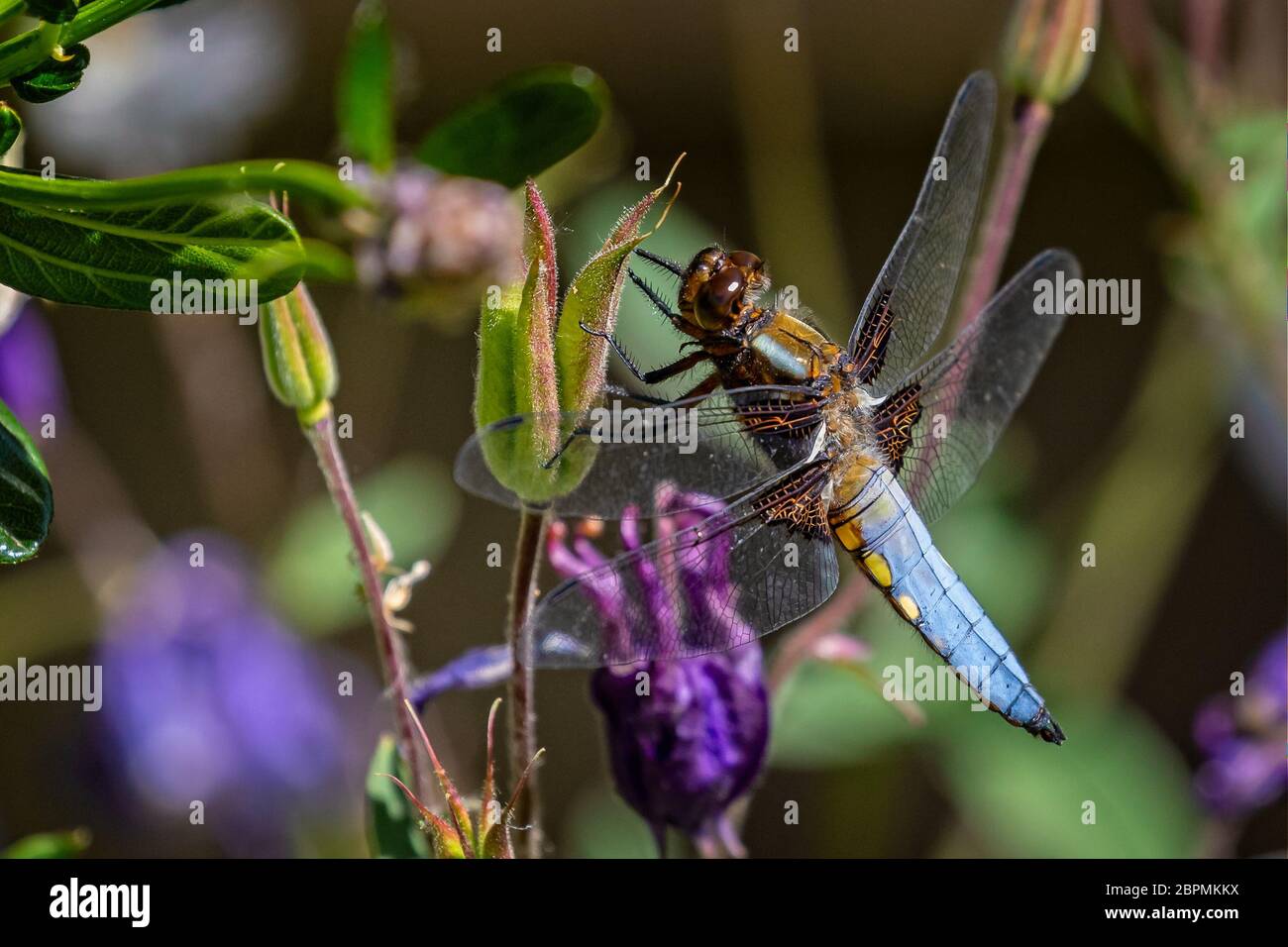 Primo piano di una bella libellula - Libellula Depressa - su germogli di piante con l'addome blu impressionante Foto Stock