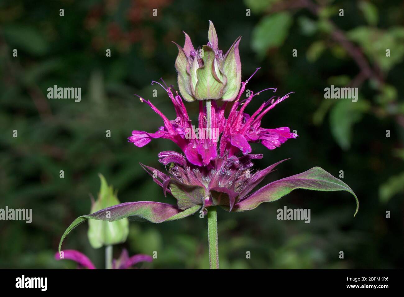 Il didima di Monarda sta crescendo su un prato verde. Erbe aromatiche. La fonte di olio di bergamotto. Utilizzato per aromatizzare il tè Earl Grey. Foto Stock