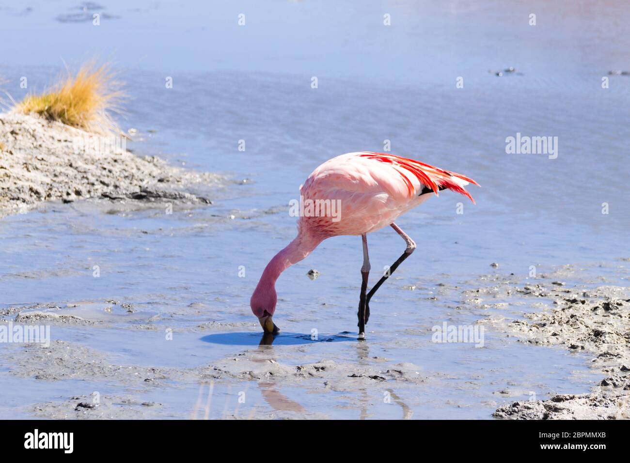 Laguna Hedionda fenicotteri, Bolivia. Fauna andina. Laguna boliviano Foto Stock