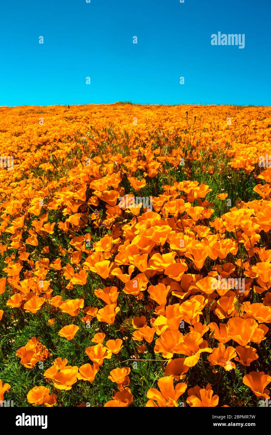 I papaveri della California si avvolge su un cielo blu Foto Stock